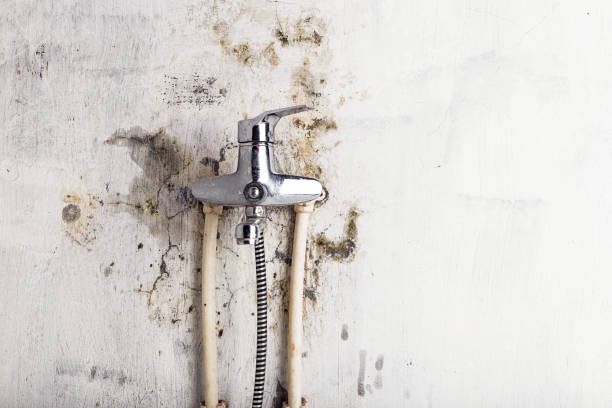 Best Same-Day Mold Removal  in Box Elder, SD