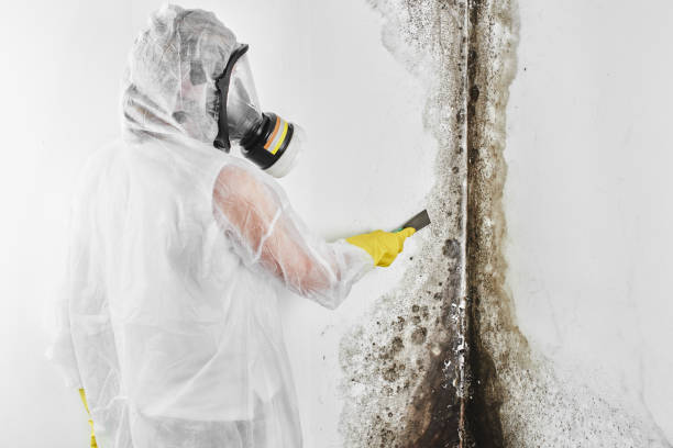 Mold Removal and Inspection in Box Elder, SD