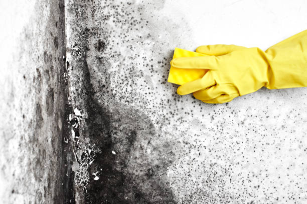 Best Home Mold Removal  in Box Elder, SD