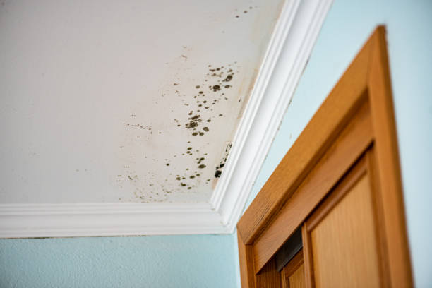 Certified Mold Removal in Box Elder, SD