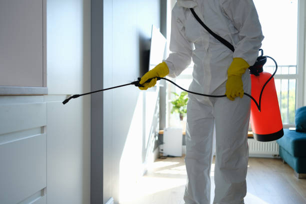 Best Mold Damage Repair  in Box Elder, SD