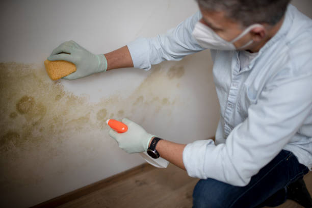 Best Emergency Mold Removal  in Box Elder, SD